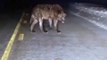 Un automobiliste croise un loup énorme et féroce en pleine nuit