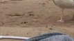 Quand une  mouette fourbe vient voler un smartphone sur la plage