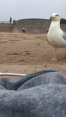 Quand une  mouette fourbe vient voler un smartphone sur la plage