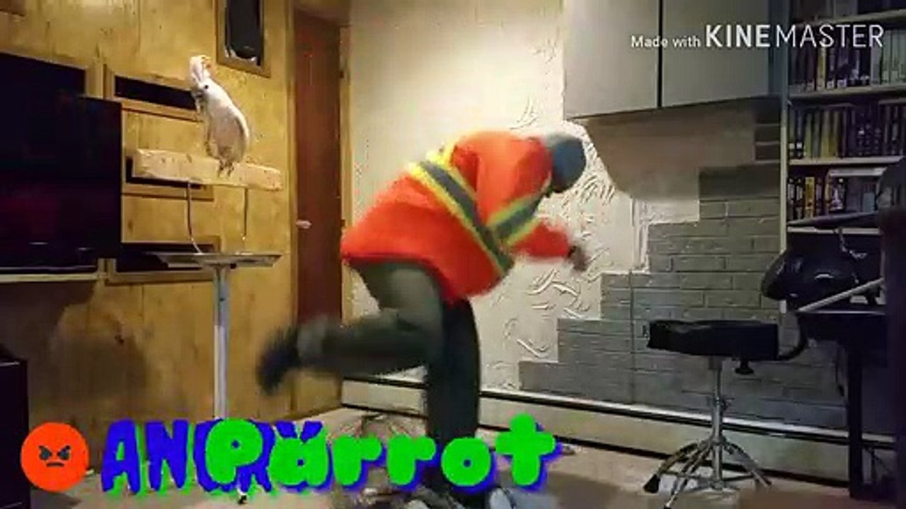 ANGRY PARROT