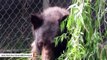 Cinder, The Bear Who Survived A 2014 Wildfire, Shot To Death In Idaho