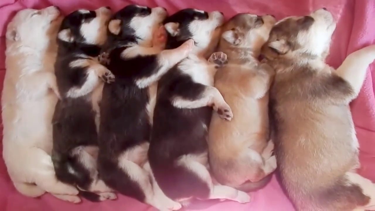 Why I Love Huskies