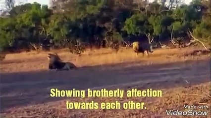 Magnificent Southern Matimbas The most successful duo in the lion world..