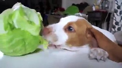 Amazing video on dog family trying to get food for finishing hunger