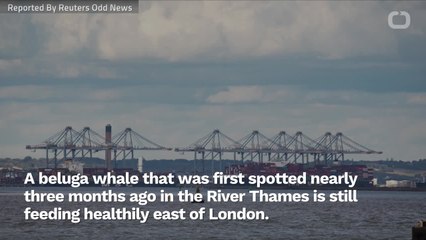 'Benny the Beluga' Facing Christmas In The Thames Far From Home