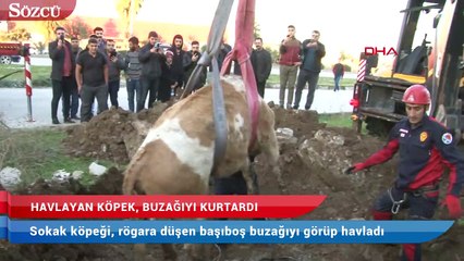 Rögara düşen dana, köpeğin başında havlamasıyla fark edilip kurtarıldı
