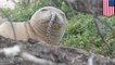 Anjing laut Hawaii punya belut di hidungnya - TomoNews