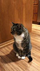 Hungry Cat Talks for Food