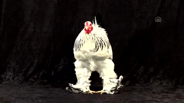 Süs Tavukları Şampiyonluk İçin Podyumda