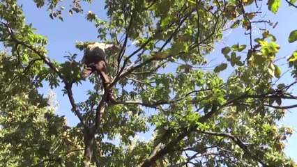 Kestane İhracatında Rekor Artış