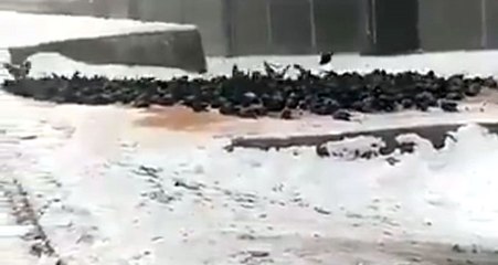 Ardahan'dan Gelen Görüntü, Sosyal Medyada Günün Konusu Oldu