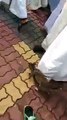 ‫A Cat joined Milad Juloos حُب سيدنا محمد صلى الله عليه و آله و سلم ‬