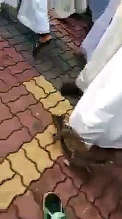 ‫A Cat joined Milad Juloos حُب سيدنا محمد صلى الله عليه و آله و سلم ‬