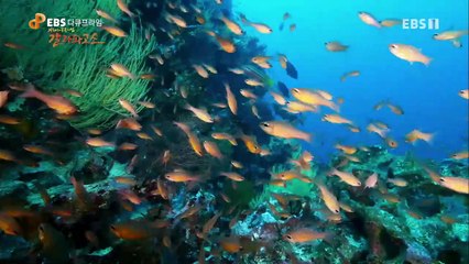EBS 다큐프라임 - Docuprime_진화와 공존의 섬 갈라파고스 (혼돈의 바다)_#001