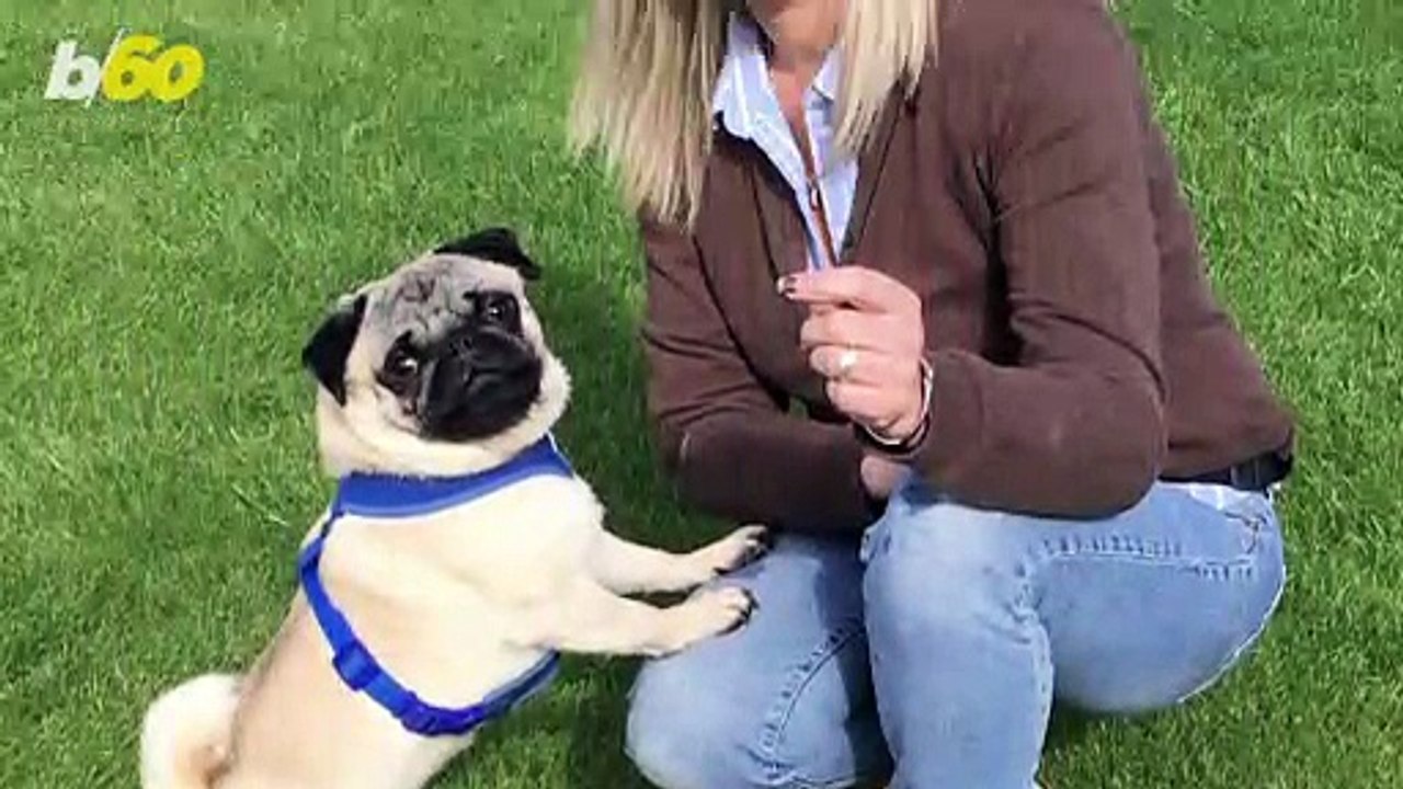 Hollywood Animal Trainer's Secret for Getting Your Dog to Hug You