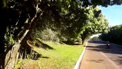 Macaco é encontrado morto na Região do Lago