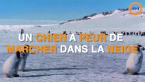Ce chien a peur de marcher dans la neige !