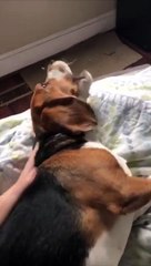 Un chien se réveille après avoir fait un cauchemard