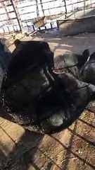 Il s'amuse avec un ours