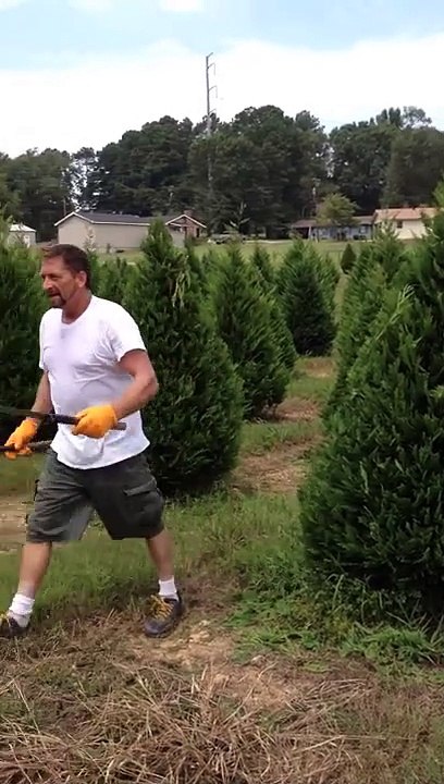 Tailler les sapins de Noël