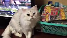 自分は人間だと思ってる子猫が初めて猫を見たときの反応が面白すぎるｗｗｗ