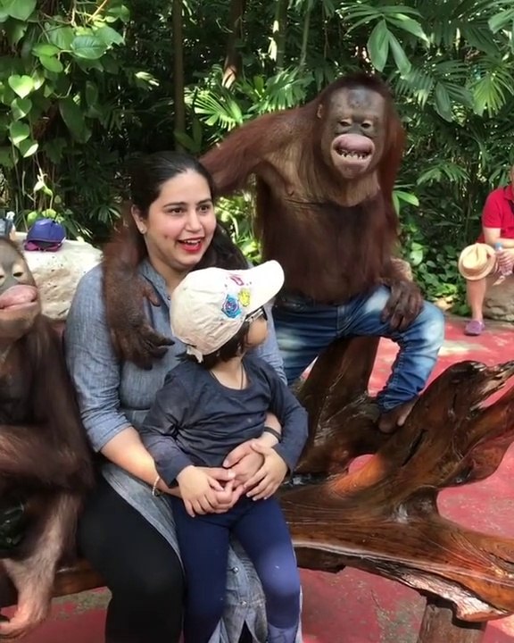 Monkey funny selfie with family-Must watch this