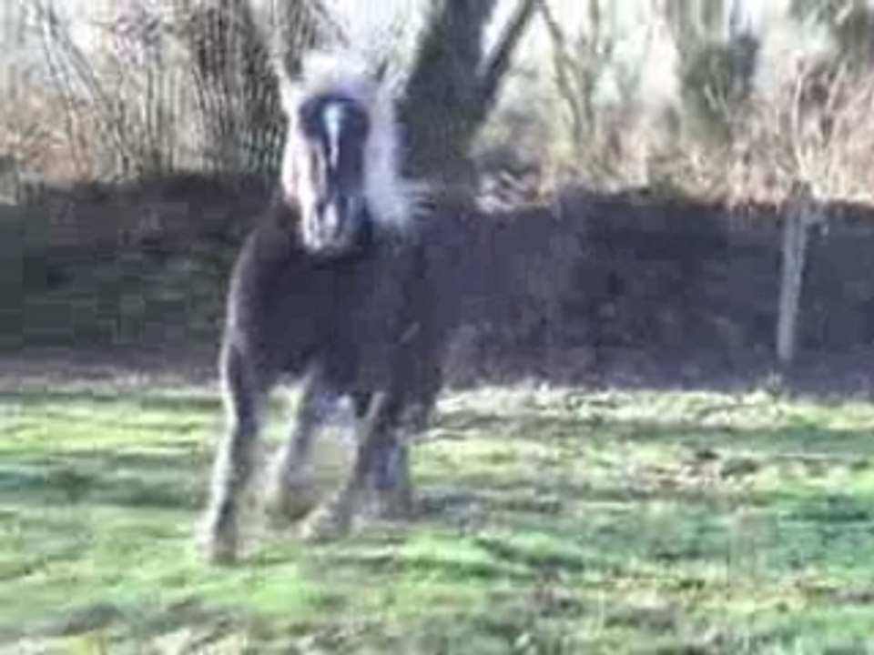 Galop