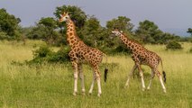 Las jirafas están en grave peligro de extinción