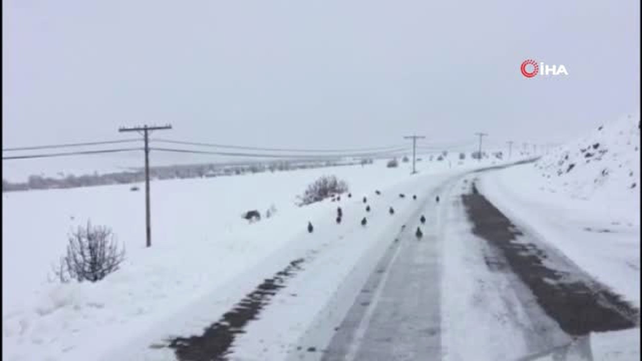 Karla Beyaza Bürünen Doğada Kınalı Keklik ve Atlar Yiyecek Aradı