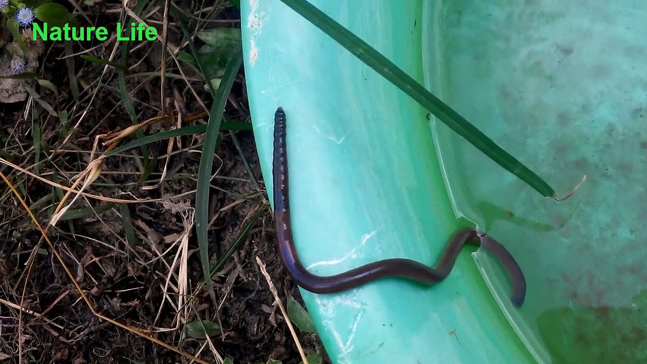 Vers de serpent nageant dans l'eau - Vers de terre