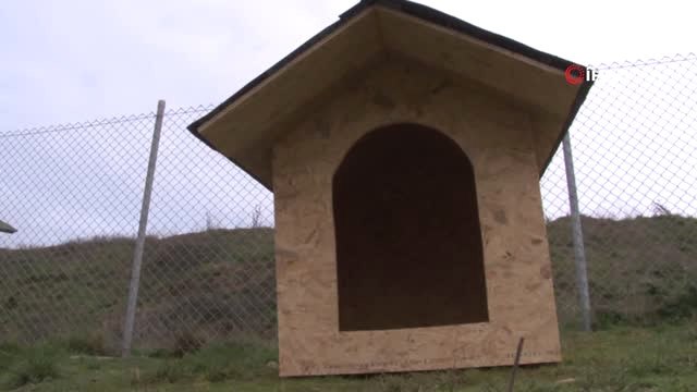 Başakşehir Belediyesi'nden Sokak Hayvanlarına Sıcak Yuva ve Barınak Noktası