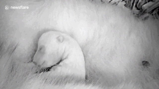 Cute polar bear cub the size of a guinea pig snuggles up with mum