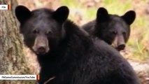Authorities Investigate Bear Attack That Left A Pennsylvania Woman In Critical Condition