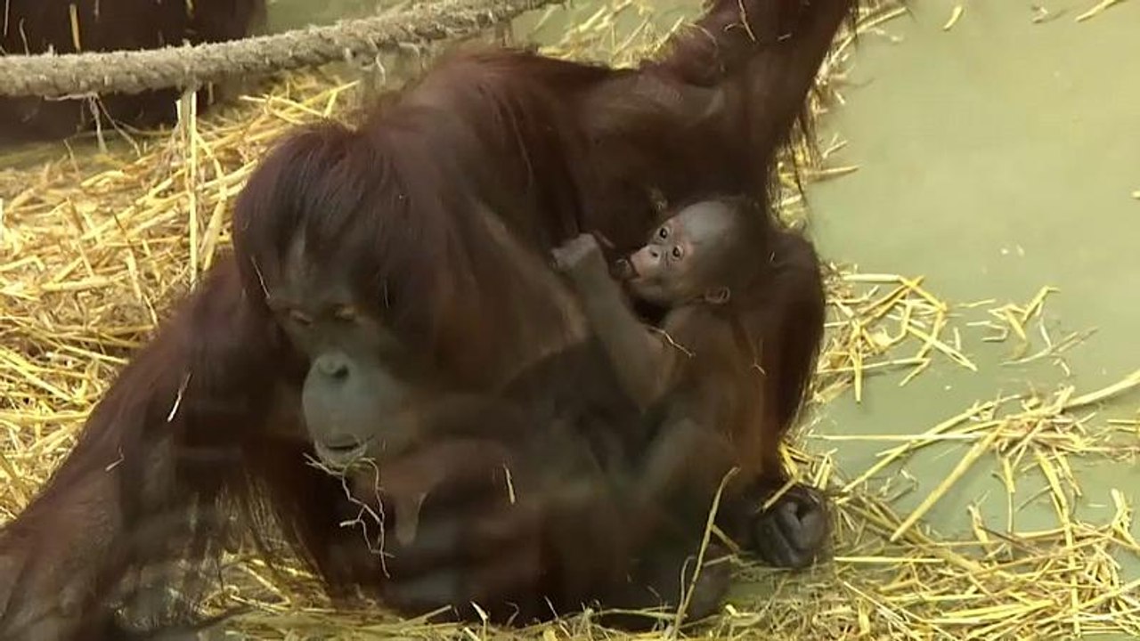 Nachwuchs im Kölner Zoo: Orang-Utan-Baby geboren