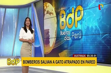 Australia: drones se encargarán de cuidar y controlar a corderos en época de cría