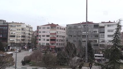 Sığırcıkların Görsel Şöleni - Kırklareli