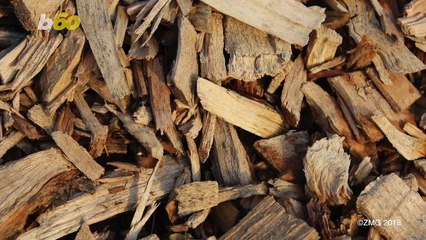 Go Green! Before Throwing Your Christmas Tree To The Curb, Consider Fostering It