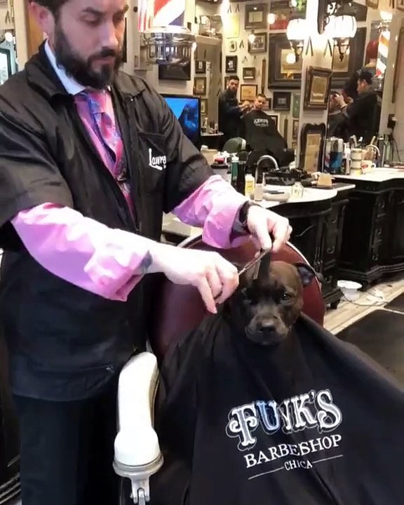 Precious Pup Gets Prettied Up