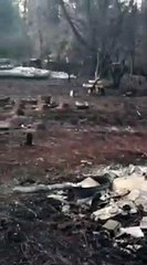 Californie  elle retrouve son chat après les incendies de Camp Fire