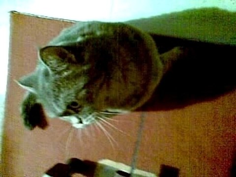 Mon chat n'est pas doué...mdr!