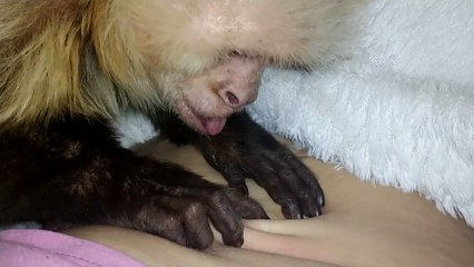 Monkey Mystified by Belly Button