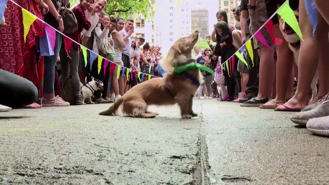 Mejores imágenes de animales en 2018