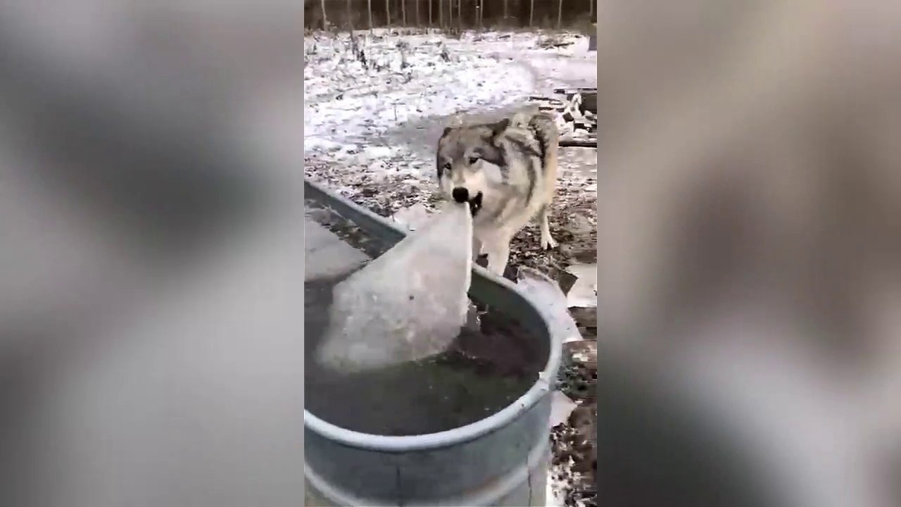 Un chien-loup joue avec de la glace !