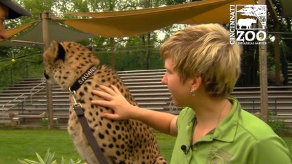 Ils filment la Course dun Guépard avec une GoPro au Zoo de Cincinnati...  quelle vitesse!