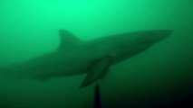 Grosse frayeur d'un pêcheur sous marin qui fait face à un requin !