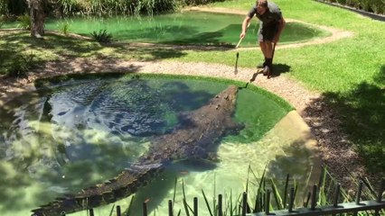 Download Video: L'heure du repas pour Elvis le crocodile géant