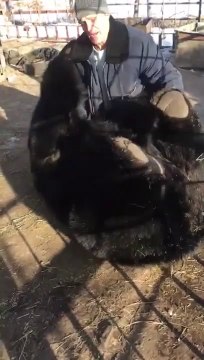 Ce dresseur joue avec son gros ours