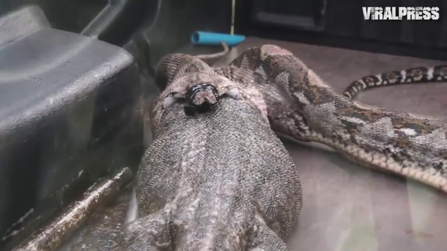 Un Python recrache un énorme lézard
