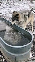 Ce chien loup enlève la glace d'un bac pour pouvoir boire... Intelligent