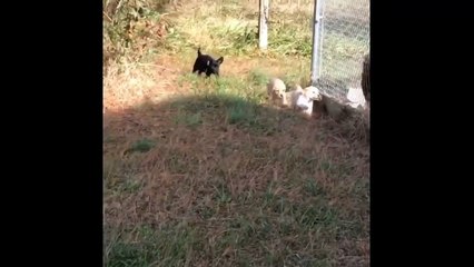 Labrador Retriever Puppies Funny and Cute Videos Compilation